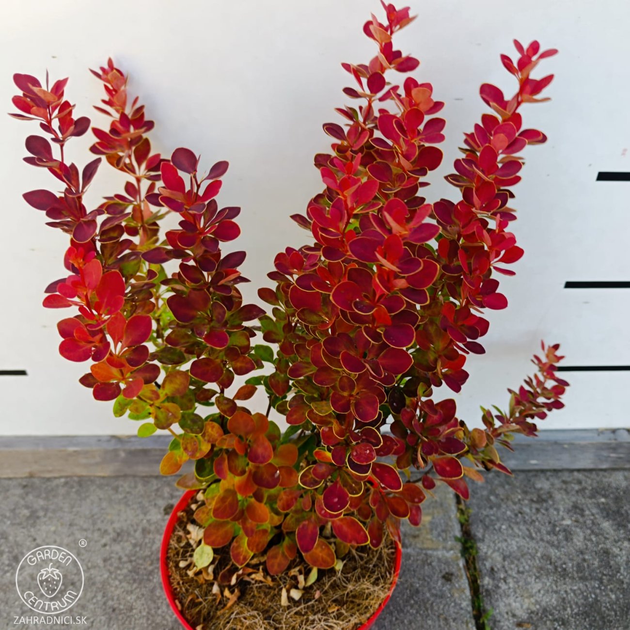 Obrázok Dráč thunbergov (Berberis thunbergii) ´ORANGE SUNRISE®´ - výška 30-40 cm, kont. C2L